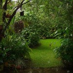 rain garden