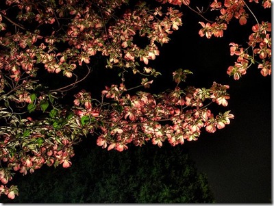 blossoms