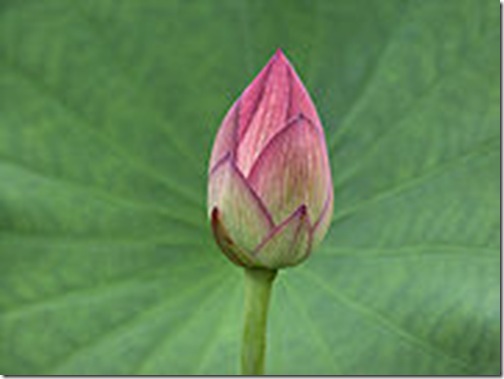 clip_image022