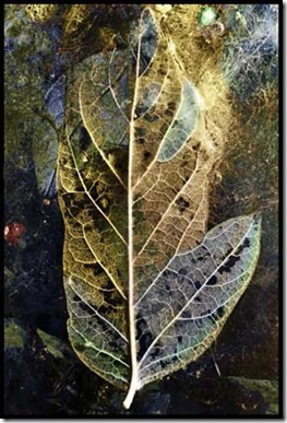 leaf