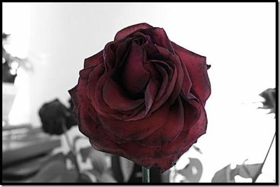 rose rouge