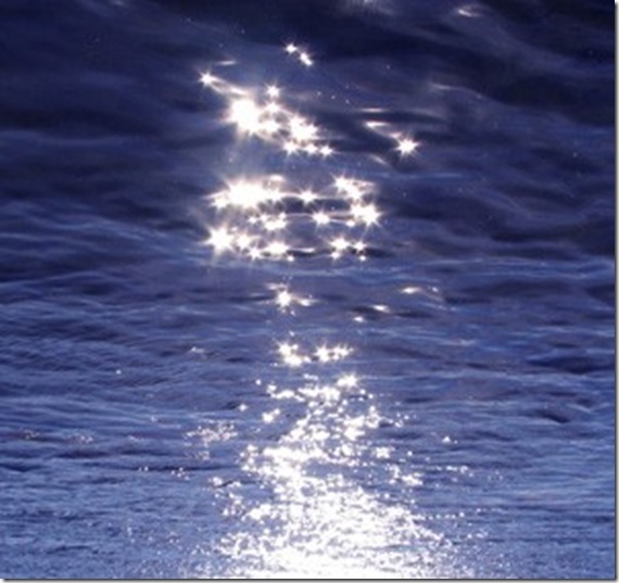 etoiles_de_mer etoiles_de_mer